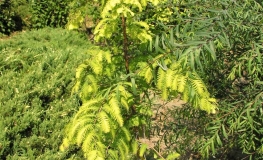 Metasequoia glyptostroboides Goldrush - Urweltmammutbaum - Metasequoia glyptostroboides Goldrush