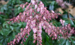 Pieris japonica 'Boltman's Pink' -Japanische Lavendelheide - Pieris japonica 'Boltman's Pink'