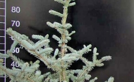 Picea pungens 'Iseli Foxtail' - świerk kłujący - Picea pungens 'Iseli Foxtail'