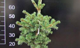 Picea pungens 'Lucky Strike' - Blue Spruce - Picea pungens 'Lucky Strike'