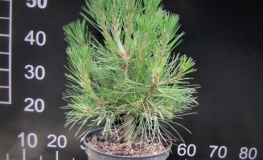 Pinus nigra 'Spielberg' - Austrian Pine - Pinus nigra 'Spielberg'