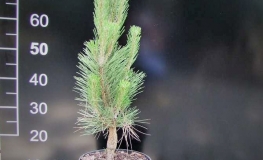 Pinus nigra var. caramanica syn. Pinus nigra subsp. pallasiana - Austrian pine - Pinus nigra var. caramanica syn. Pinus nigra subsp. pallasiana