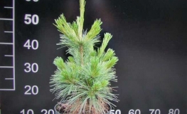 Pinus xschwerinii 'Wiethorst' - Schwerin pine - Pinus xschwerinii 'Wiethorst'