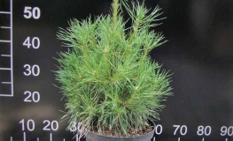 Pinus sylvestris 'Xawery' - Wald-Kiefer - Pinus sylvestris 'Xawery'
