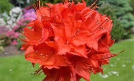 Parkfeuer - Azalia wielkokwiatowa - Parkfeuer - Rhododendron (Azalea)