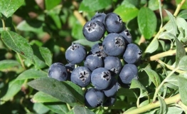 Aino PBR - Halfhigh Blueberry - Aino PBR - Vaccinium  angustifolium x Vaccinium corymbosum