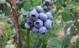 Hardyblue - Highbush blueberry - Hardyblue - Vaccinium corymbosum