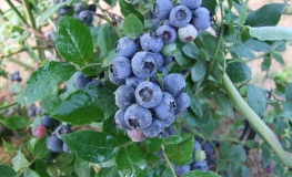 Northland - Half-high blueberry - Northland - Vaccinium angustifolium x Vaccinium corymbosum