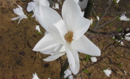 x loebneri 'Snowdrift' - magnolia Loebnera - Magnolia x loebneri 'Snowdrift'