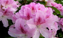 Cheer - Rhododendron hybrid - Cheer - Rhododendron hybridum