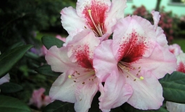 Diadem - fortunei-hybr. - Rhododendron Hybride - Diadem - Rhododendron hybridum