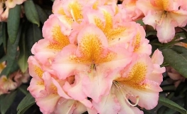 Fluidum - Rhododendron hybrid - Fluidum - Rhododendron hybridum