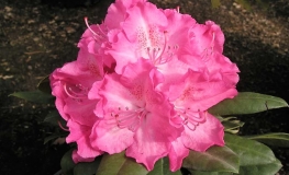 Germania - Rhododendron hybrid - Germania - Rhododendron hybridum