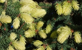 Picea pungens 'Maigold' - Blue spruce - Picea pungens 'Maigold'