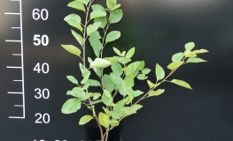 Amelanchier alnifolia Mandam - Felsenbirne - Amelanchier alnifolia Mandam