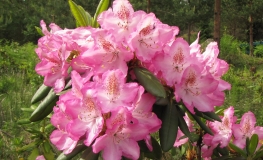 Eija - Rhododendron hybrid - Rhododendron hybridum 'Eija'