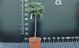 Picea x mariorika 'Machala' - Machala Hybrid Spruce - Picea x mariorika 'Machala'  - Picea ×lutzii  'Machala'