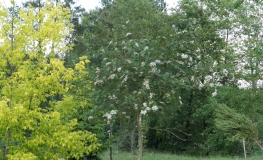 Sorbus vilmorinii - Vilmorin's rowan; Vilmorin's mountain ash - Sorbus vilmorinii
