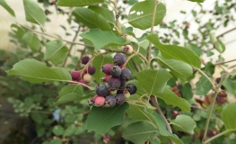 Amelanchier alnifolia Krasnojarskaja - Serviceberry ; Saskatoon - Amelanchier alnifolia Krasnojarskaja
