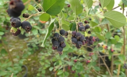 Amelanchier alnifolia Thiessen - Serviceberry; Saskatoon - Amelanchier alnifolia Thiessen