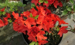 Fridoline - Japanese azalea - Fridoline - Rhododendron
