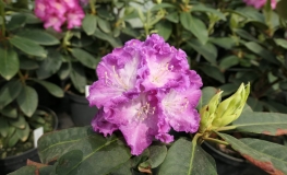 Kokořín - Rhododendron hybrid - Rhododendron hybridum 'Kokořín'