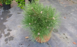 Pinus nigra 'Nana' - Schwarzkiefer - Pinus nigra 'Nana'