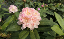 Kotnov - Rhododendron hybrid - Rhododendron hybridum 'Kotnov'