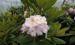 Pernilla - różanecznik wielkokwiatowy - Rhododendron hybridum 'Pernilla'