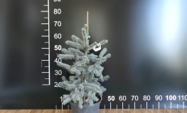 Picea pungens 'Erich Frahm' - świerk kłujący - Picea pungens 'Erich Frahm'