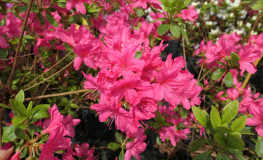 Kačina PBR -  Japanese azalea - Kačina PBR - Rhododendron