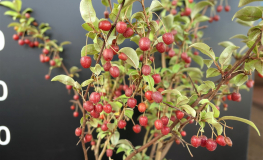 Elaeagnus multiflora - cherry silverberry - Elaeagnus multiflora