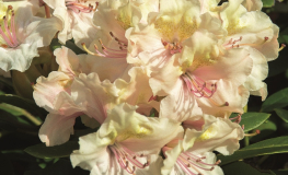 Fryderyk PBR - różanecznik - Rhododendron hybridum 'Fryderyk' PBR