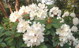 Polonez Chopina PBR - różanecznik - Rhododendron hybridum 'Polonez Chopina' PBR