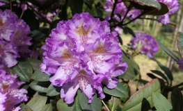 Střekov - różanecznik wielkokwiatowy - Rhododendron hybridum 'Střekov'