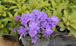Luisella - Kissen-Rhododendron - Luisella - Rhododendron impeditum