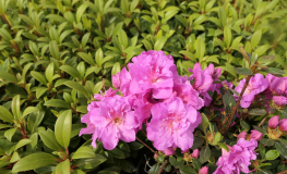 Thekla - Japanese azalea - Thekla - Rhododendron