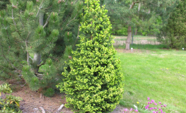Picea abies 'Emsland' - Norway spruce - Picea abies 'Emsland'