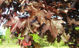 Acer platanoides 'Royal Red' - Norway maple - Acer platanoides 'Royal Red'