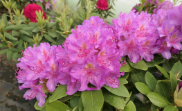 Pink Purple Dream PBR - Rhododendron Hybride - Pink Purple Dream PBR - Rhododendron hybridum