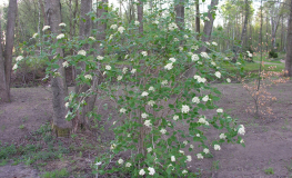 Viburnum lantana - wayfarer ; wayfaring tree - Viburnum lantana