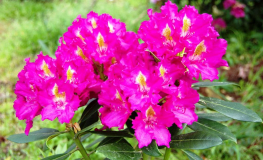 Klíč - różanecznik wielkokwiatowy - Rhododendron hybridum 'Klíč'