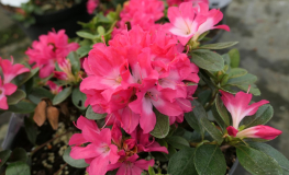 Izumi-no-mai - Japanische Azalee - Izumi-no-mai - Rhododendron