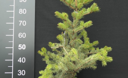 Picea polita - Tigertail spruce - Picea polita