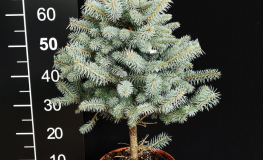 Picea pungens 'Glauca Colorado' - świerk kłujący - Picea pungens 'Glauca Colorado'