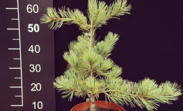 Pinus parviflora 'Blue Giant' - sosna drobnokwiatowa - Pinus parviflora 'Blue Giant'
