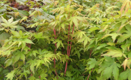 Acer palmatum 'Sangokaku'- Fächer-Ahorn - Acer palmatum 'Sangokaku'