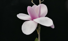 Atlas - magnolia - Magnolia 'Atlas'