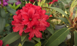 Taragona - Rhododendron hybrid - Taragona - Rhododendron hybridum