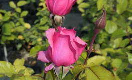 Bel Ange - Großblütige Rose - Rosa Bel Ange